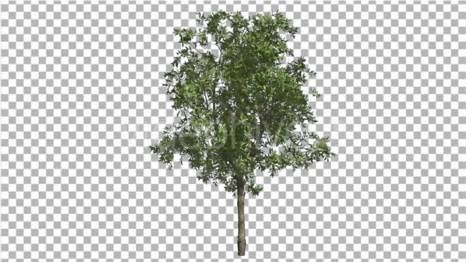 Orange Tree Small Thin Tree Swaying at the Wind Videohive 16901622 Motion Graphics Image 1