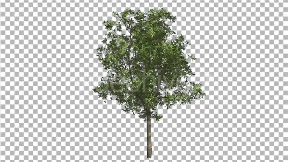 Orange Tree Small Thin Tree Swaying at the Wind Videohive 16901622 Motion Graphics Image 10