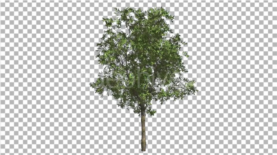Orange Tree Small Thin Tree Swaying at the Wind Videohive 16901622 Motion Graphics Image 3
