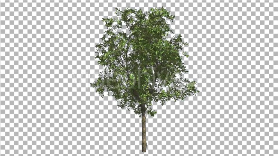 Orange Tree Small Thin Tree Swaying at the Wind Videohive 16901622 Motion Graphics Image 4