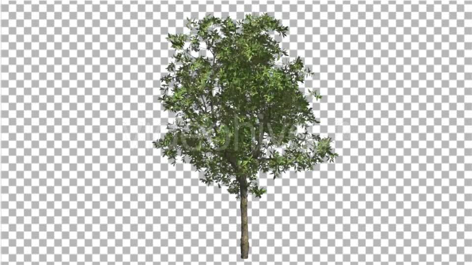 Orange Tree Small Thin Tree Swaying at the Wind Videohive 16901622 Motion Graphics Image 7