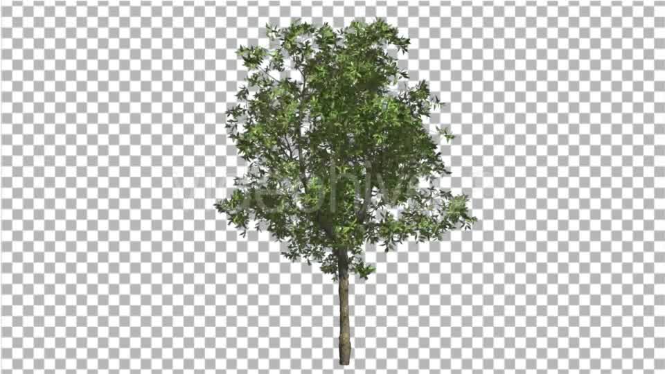 Orange Tree Small Thin Tree Swaying at the Wind Videohive 16901622 Motion Graphics Image 8