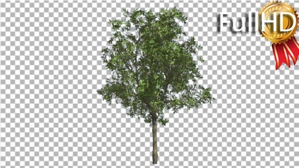 Orange Tree Small Thin Tree Swaying at the Wind - Videohive Download 16901622