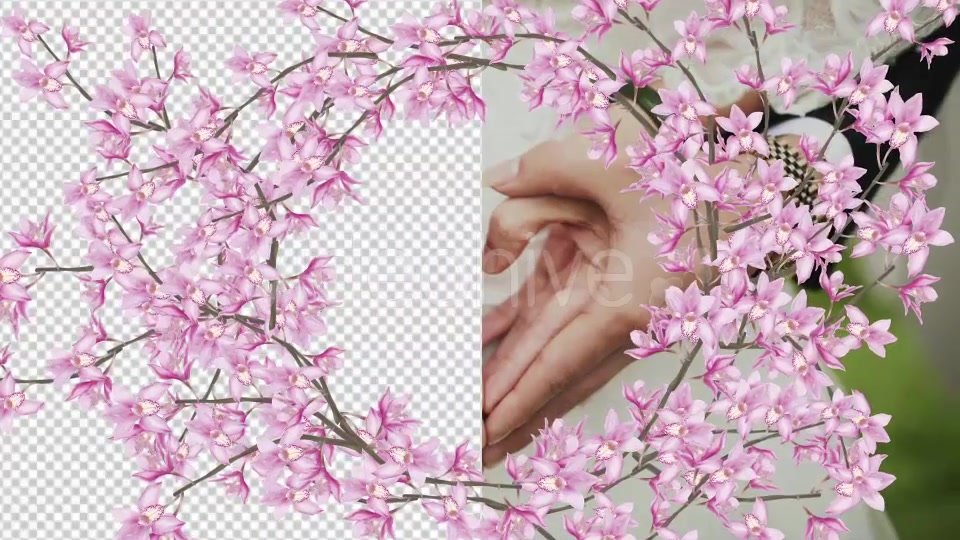 Orchid 03 Videohive 20482613 Motion Graphics Image 4