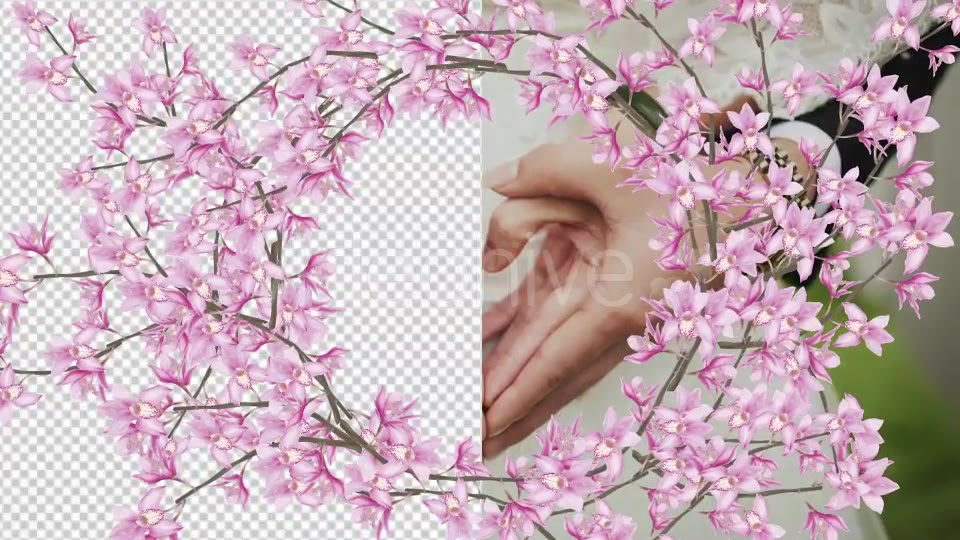 Orchid 03 Videohive 20482613 Motion Graphics Image 5