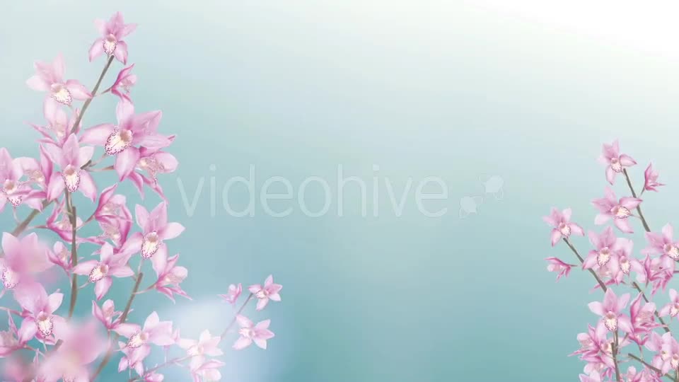 Orchid Background Videohive 20068139 Motion Graphics Image 1