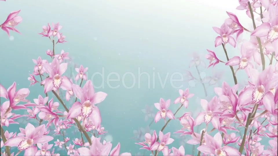 Orchid Background Videohive 20068139 Motion Graphics Image 3