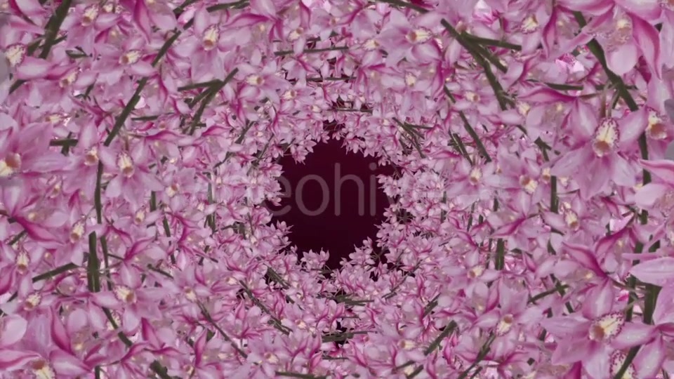 Orchid Background Videohive 20068139 Motion Graphics Image 4