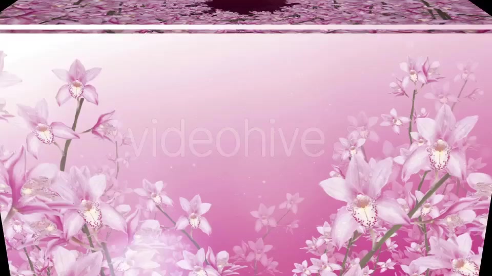 Orchid Background Videohive 20068139 Motion Graphics Image 5