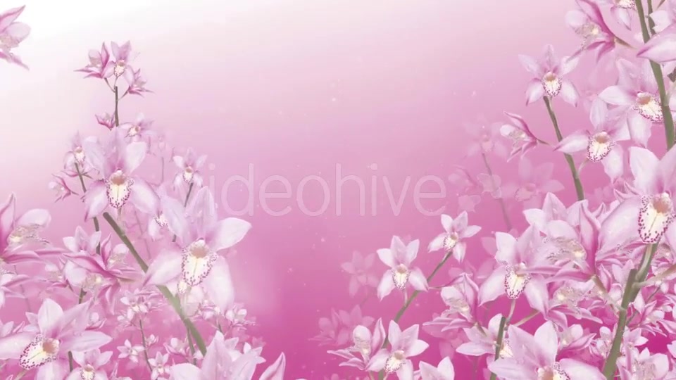 Orchid Background Videohive 20068139 Motion Graphics Image 6