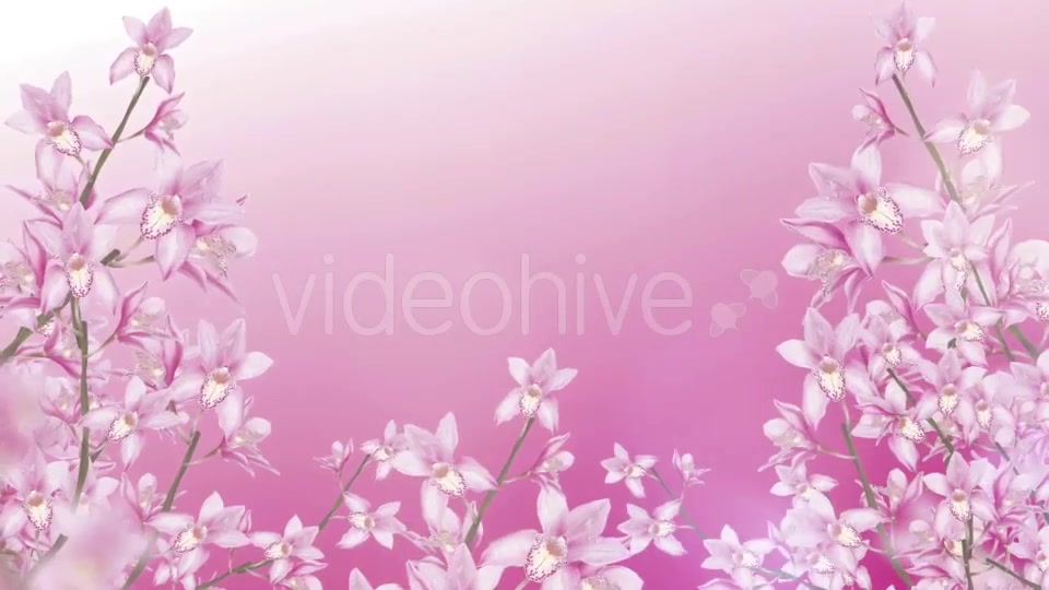 Orchid Background Videohive 20068139 Motion Graphics Image 7