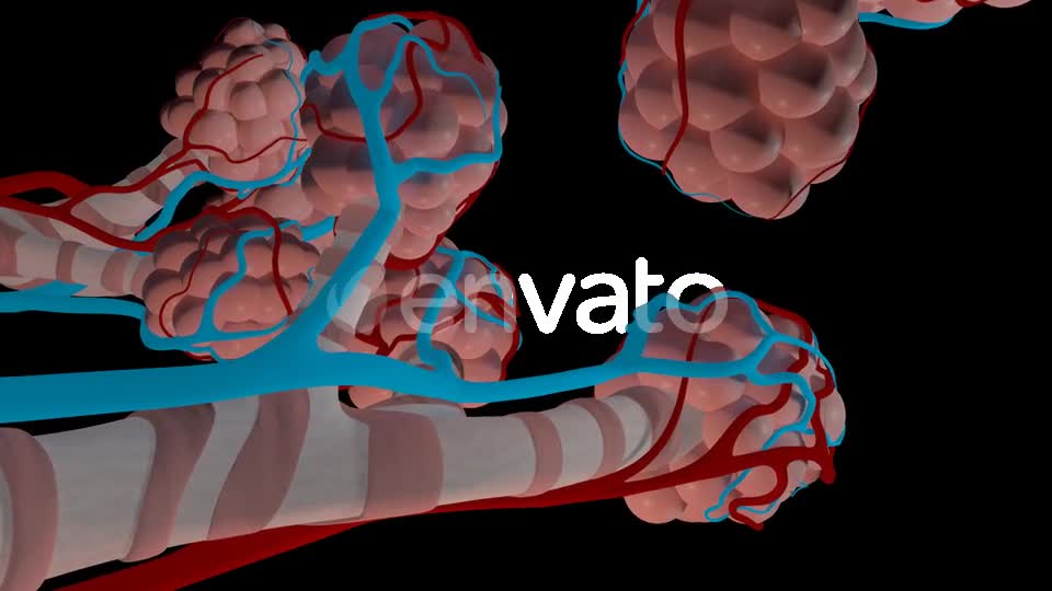 Overview Of The Pulmonary Alveoli Videohive 22543578 Motion Graphics Image 1