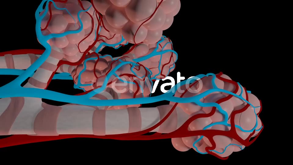 Overview Of The Pulmonary Alveoli Videohive 22543578 Motion Graphics Image 2