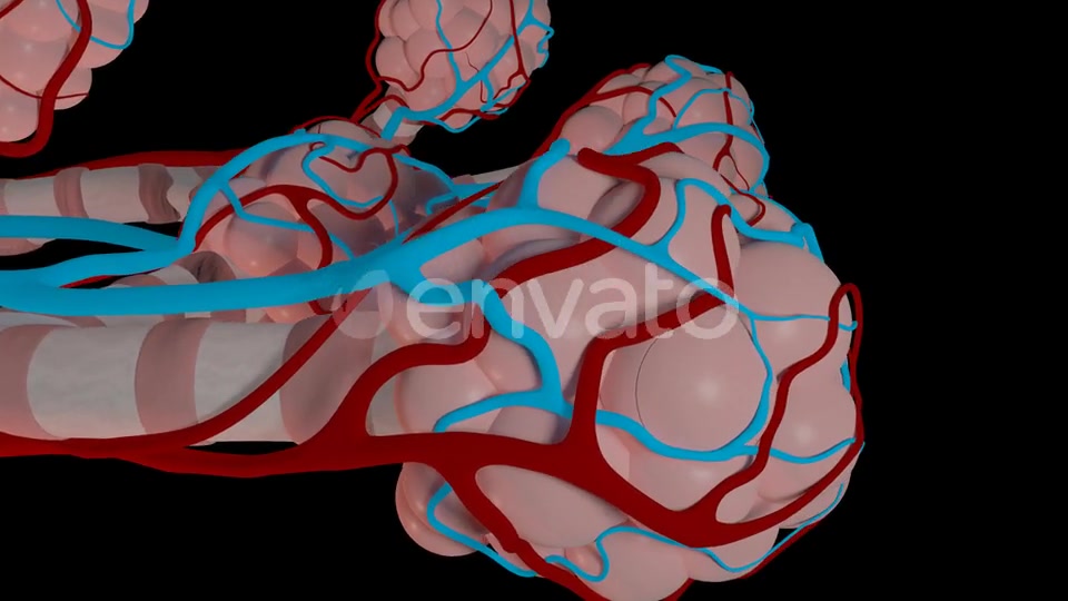 Overview Of The Pulmonary Alveoli Videohive 22543578 Motion Graphics Image 3