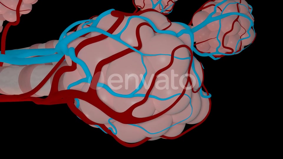 Overview Of The Pulmonary Alveoli Videohive 22543578 Motion Graphics Image 4
