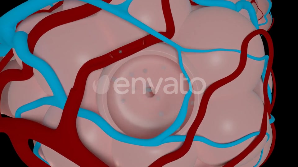 Overview Of The Pulmonary Alveoli Videohive 22543578 Motion Graphics Image 6