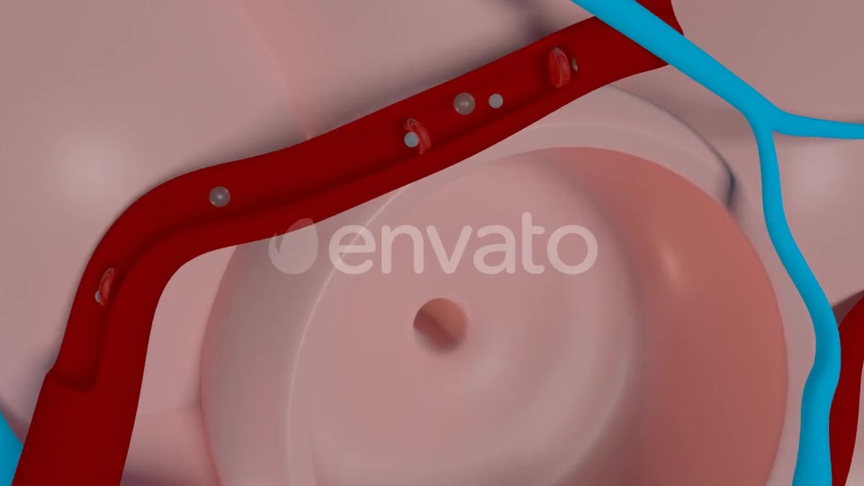 Overview Of The Pulmonary Alveoli Videohive 22543578 Motion Graphics Image 7