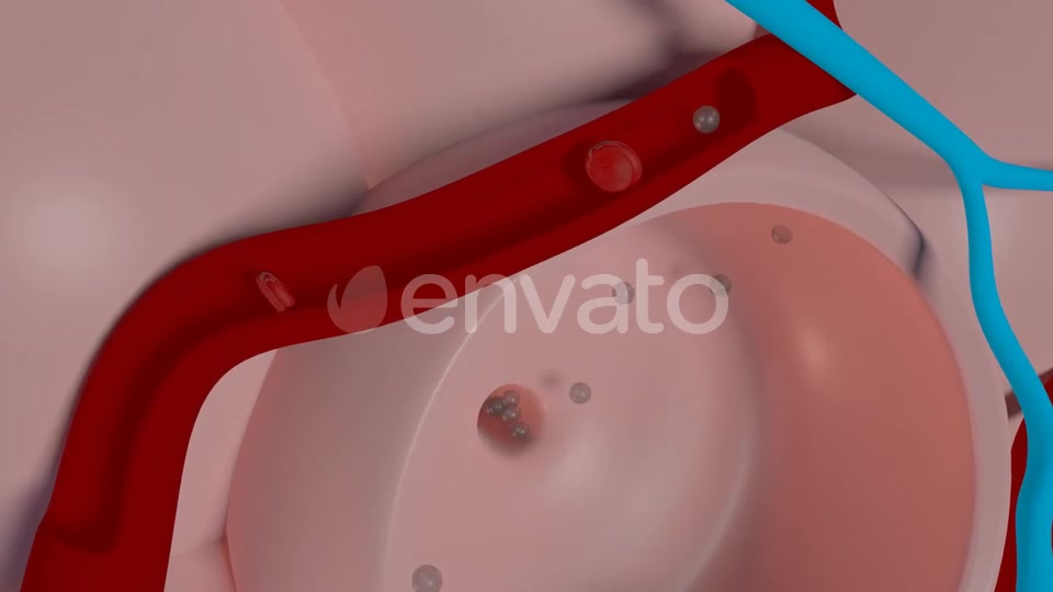 Overview Of The Pulmonary Alveoli Videohive 22543578 Motion Graphics Image 9