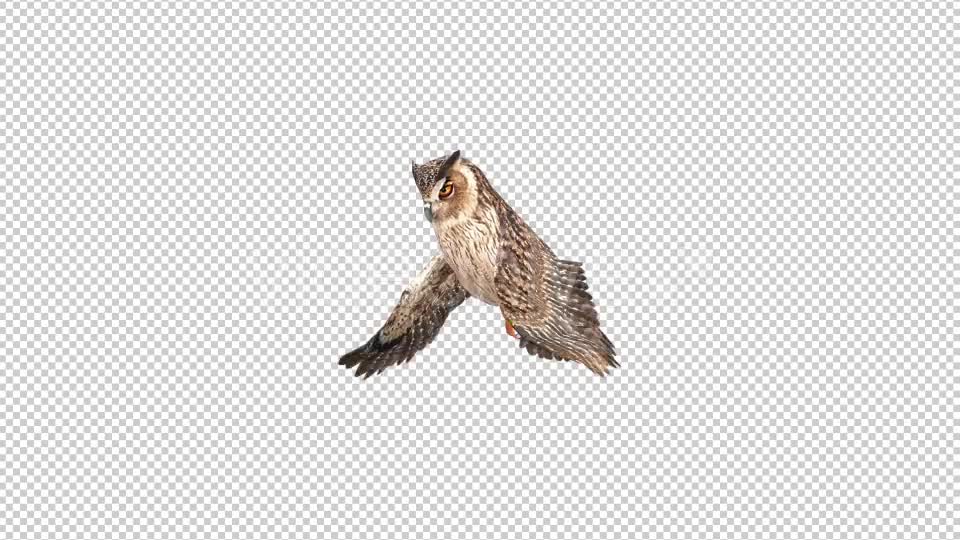 Owl 4 Videohive 20697935 Motion Graphics Image 1