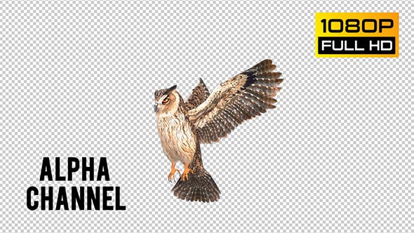 Owl 4 - 20697935 Videohive Download