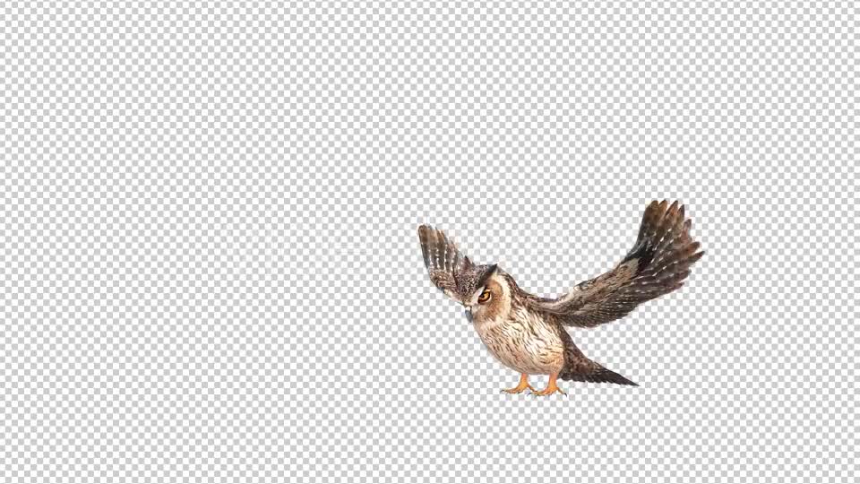Owl 5 Videohive 20697940 Motion Graphics Image 1