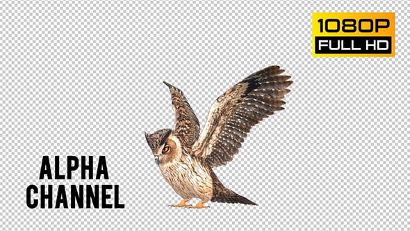 Owl 5 - Videohive 20697940 Download