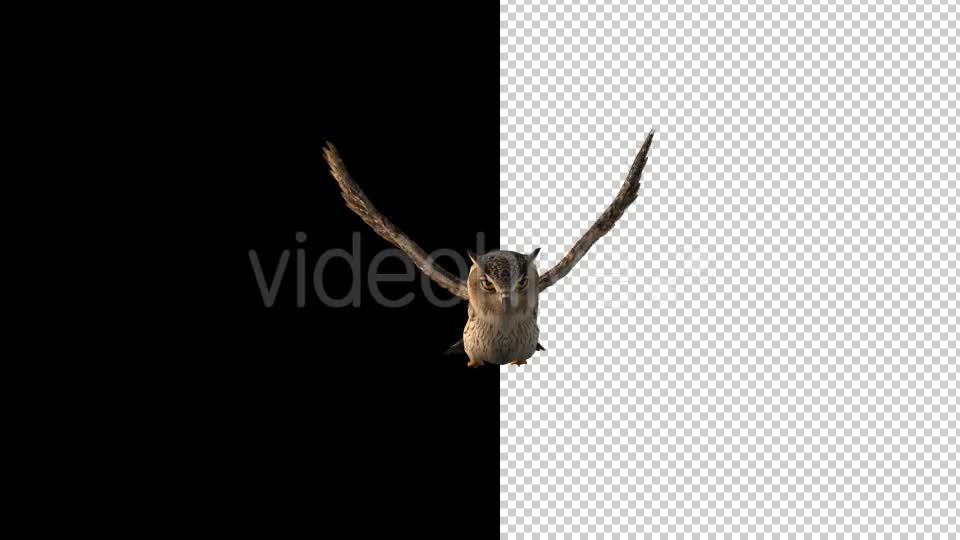 Owl Flying 2 Scene Videohive 18414501 Motion Graphics Image 1