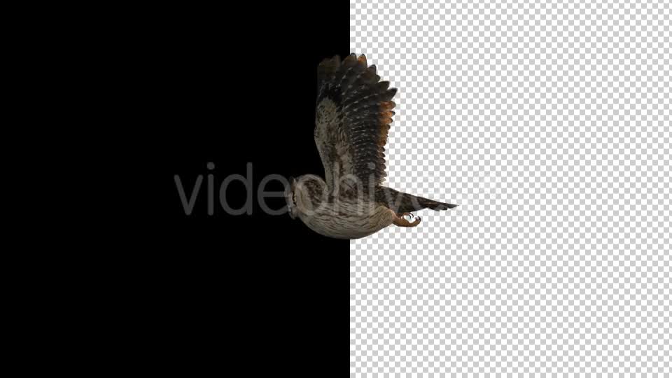 Owl Flying 2 Scene Videohive 18414501 Motion Graphics Image 10