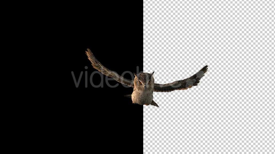 Owl Flying 2 Scene Videohive 18414501 Motion Graphics Image 3