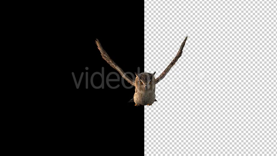 Owl Flying 2 Scene Videohive 18414501 Motion Graphics Image 4