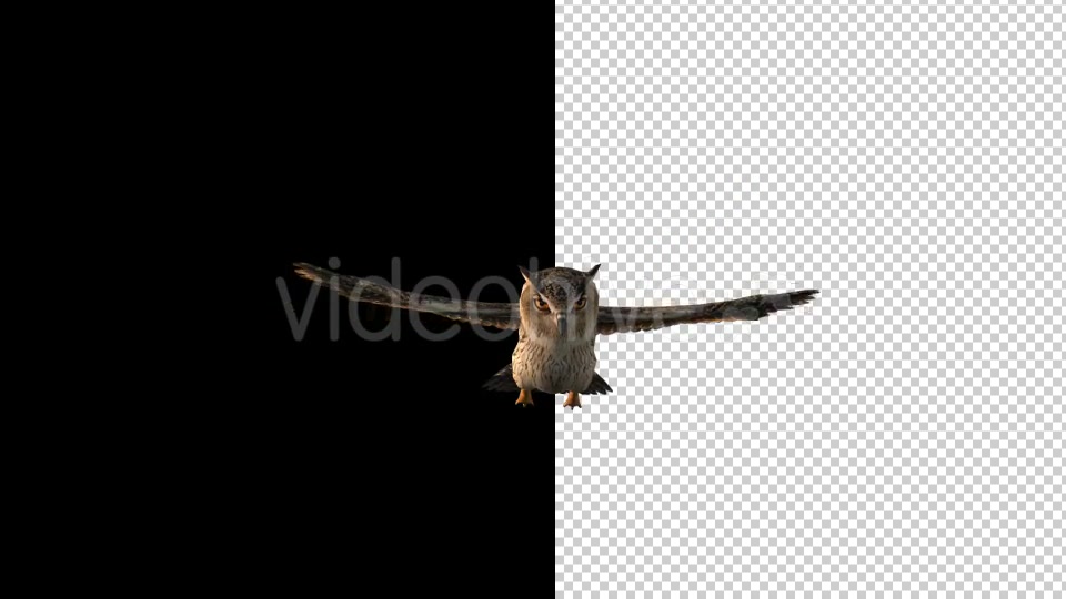 Owl Flying 2 Scene Videohive 18414501 Motion Graphics Image 5