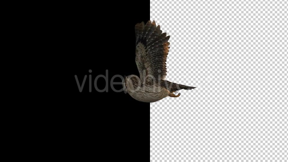 Owl Flying 2 Scene Videohive 18414501 Motion Graphics Image 7