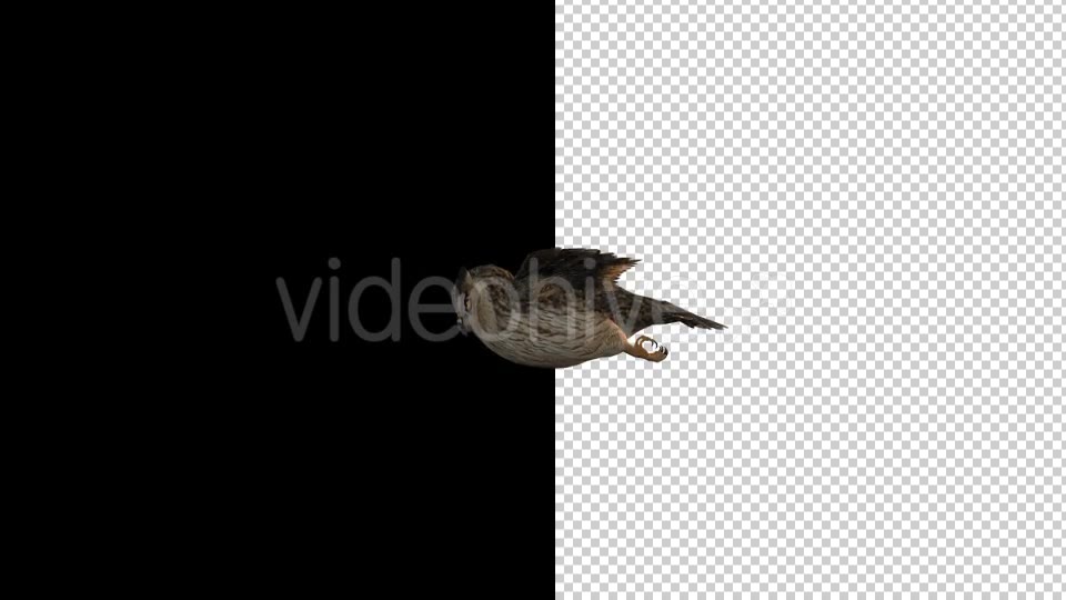 Owl Flying 2 Scene Videohive 18414501 Motion Graphics Image 8