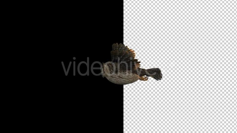 Owl Flying 2 Scene Videohive 18414501 Motion Graphics Image 9