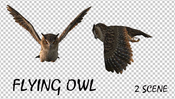 Owl Flying 2 Scene - Download 18414501 Videohive