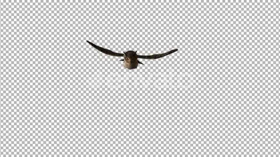Owl Flying to Camera Videohive 22158792 Motion Graphics Image 10