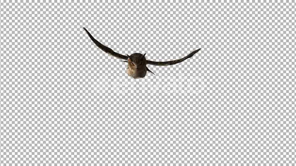 Owl Flying to Camera Videohive 22158792 Motion Graphics Image 11