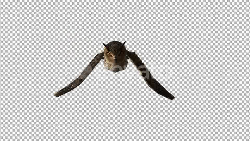 Owl Flying to Camera Videohive 22158792 Motion Graphics Image 12
