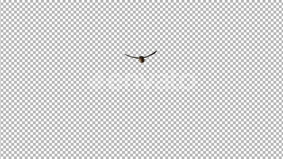 Owl Flying to Camera Videohive 22158792 Motion Graphics Image 2