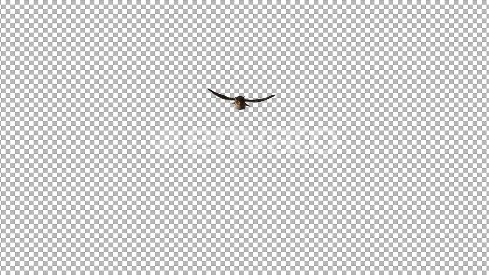 Owl Flying to Camera Videohive 22158792 Motion Graphics Image 4