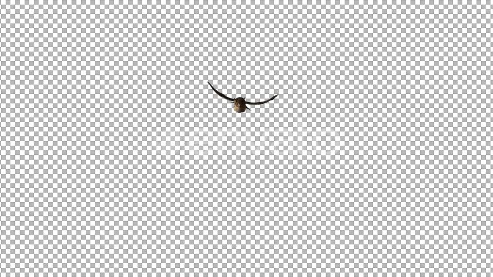 Owl Flying to Camera Videohive 22158792 Motion Graphics Image 5