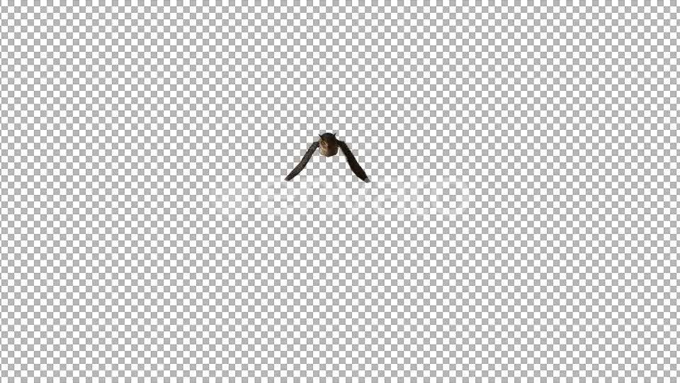 Owl Flying to Camera Videohive 22158792 Motion Graphics Image 6