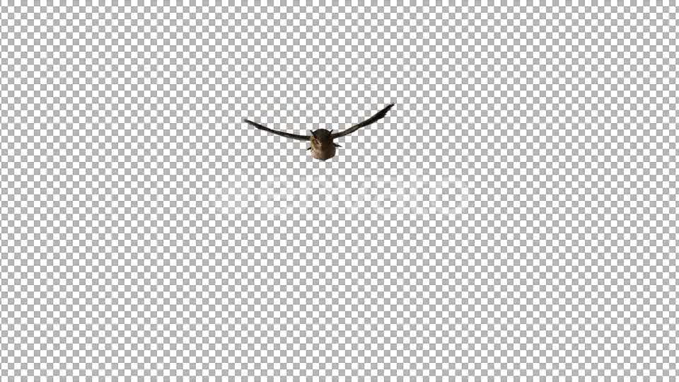 Owl Flying to Camera Videohive 22158792 Motion Graphics Image 8