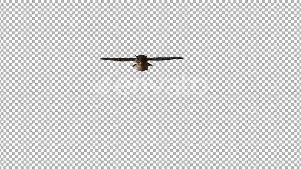 Owl Flying to Camera Videohive 22158792 Motion Graphics Image 9
