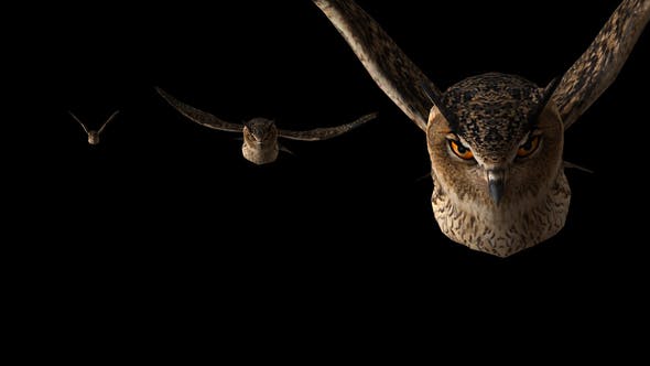 Owl Flying to Camera - 22158792 Download Videohive