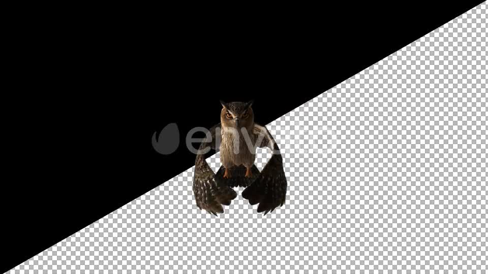Owl Glide Videohive 22158827 Motion Graphics Image 1
