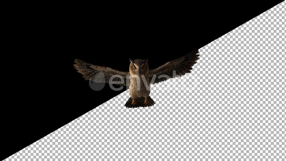 Owl Glide Videohive 22158827 Motion Graphics Image 2