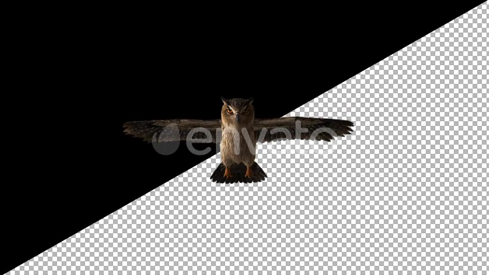 Owl Glide Videohive 22158827 Motion Graphics Image 3