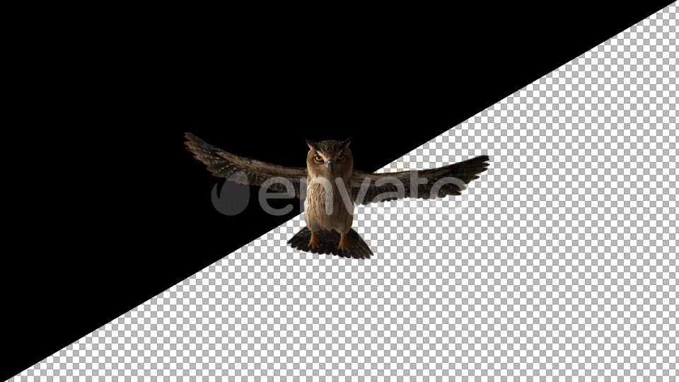 Owl Glide Videohive 22158827 Motion Graphics Image 4