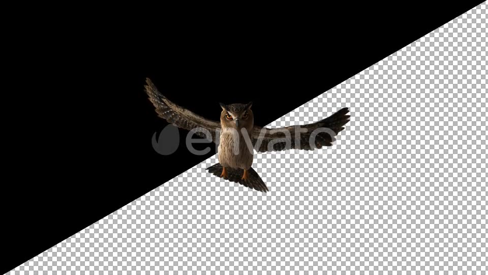 Owl Glide Videohive 22158827 Motion Graphics Image 5
